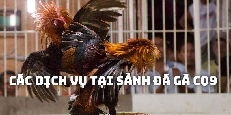 Những dịch vụ tại sảnh đá gà CQ9 cho hội viên trải nghiệm