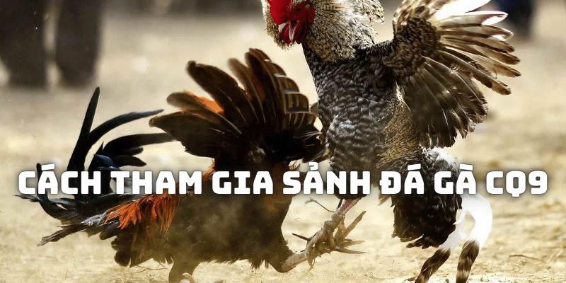 Các bước để bạn gia nhập vào sảnh CQ9 và trải nghiệm chơi đá gà