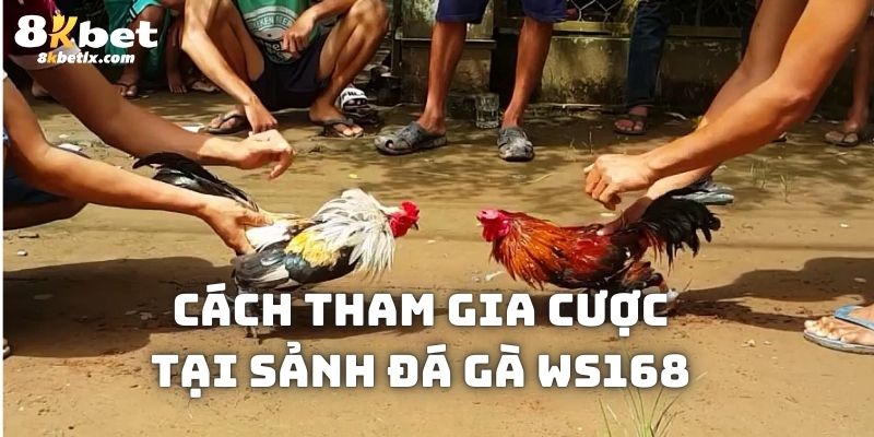 Các bước để bạn tham gia đặt cược trên nền tảng sảnh đá gà WS168