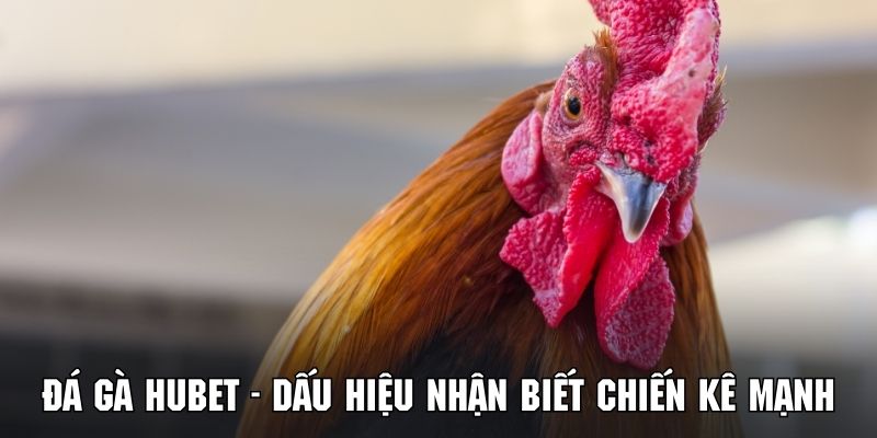 Tận dụng dấu hiệu nhận biết chiến kê mạnh để nâng cao cơ hội chiến thắng