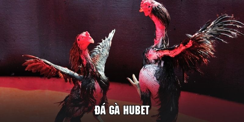 Tổng quan đá gà hubet
