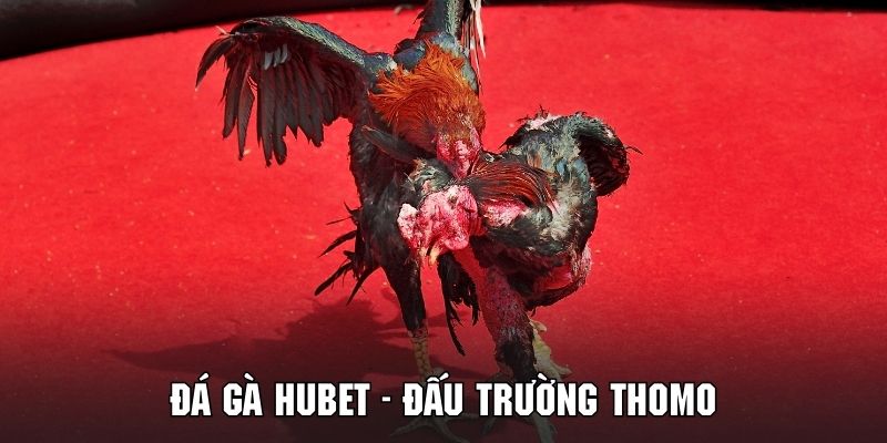 Tham gia cá cược giải trí vào đấu trường thomo siêu kịch tính