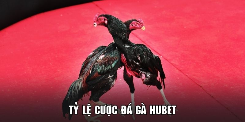 Tham gia đá gà HUBET nhận ngay tỷ lệ trả thưởng siêu hấp dẫn