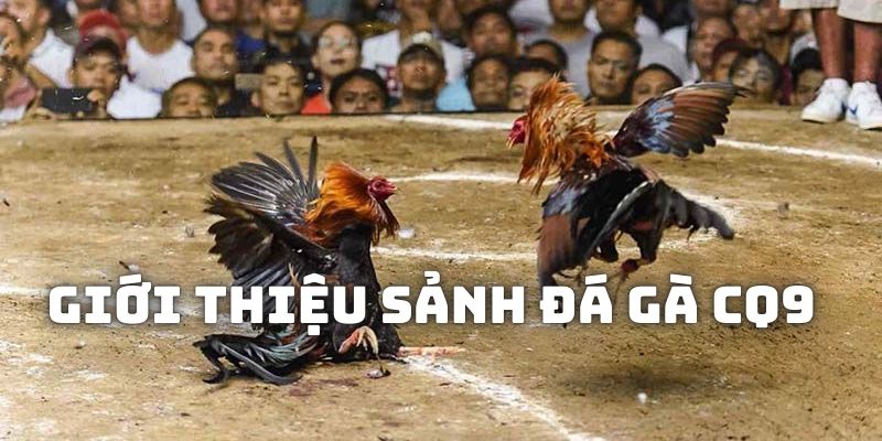 Giới thiệu về sảnh đá gà CQ9 nức danh trên thị trường