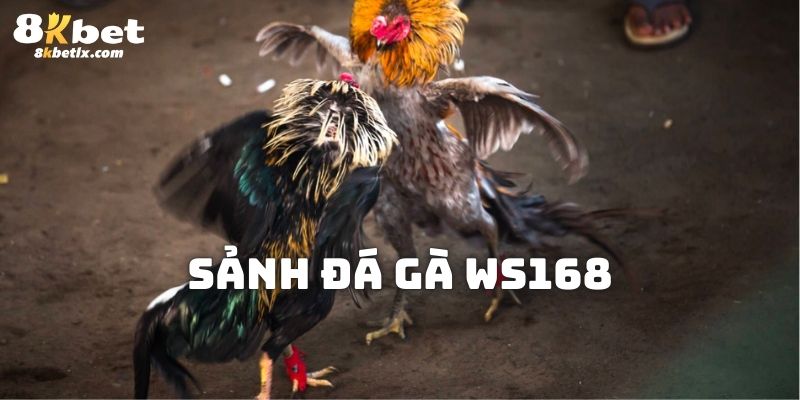 Tổng quan về nền tảng chơi đá gà trực tuyến WS168