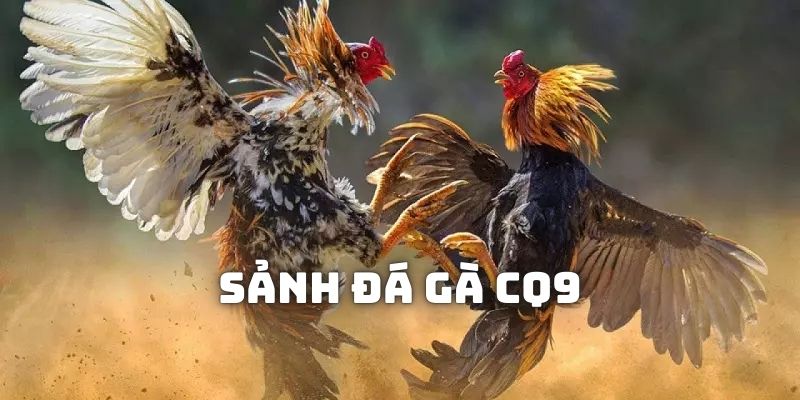 sảnh đá gà cq9 hubet