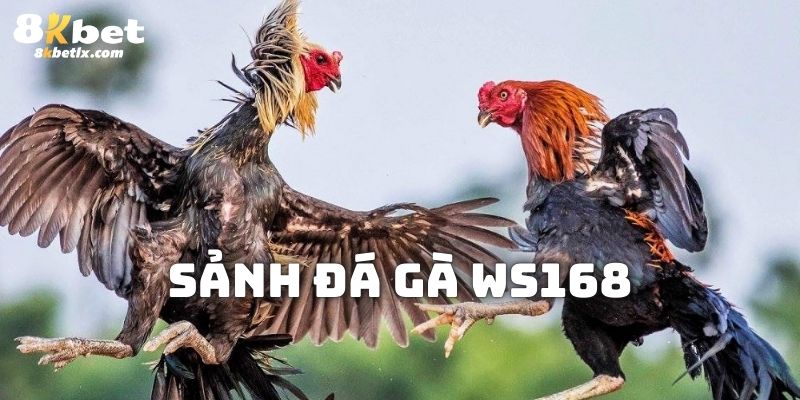 sảnh đá gà ws168 hubet