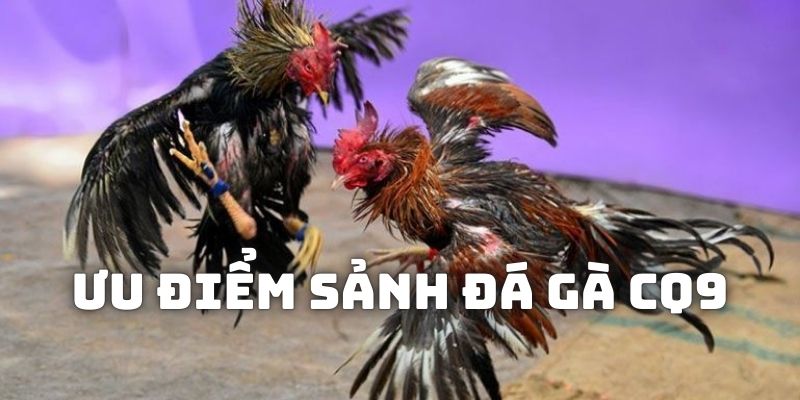 Ưu điểm nổi bật mà sảnh sảnh đá gà CQ9 dành cho người chơi