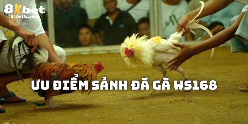 Rất nhiều ưu điểm mà sảnh đá gà WS168 sở hữu