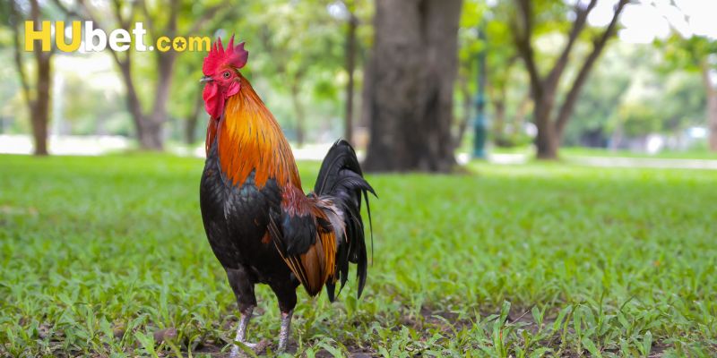 Quy định cụ thể newbie buộc lòng tuân thủ