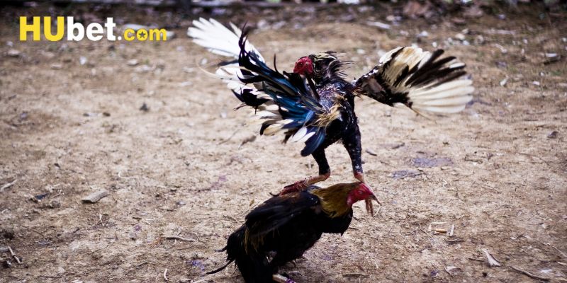 Mẹo đặt cược siêu hời được bật mí cho người cược