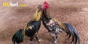 đá gà cựa dao hubet