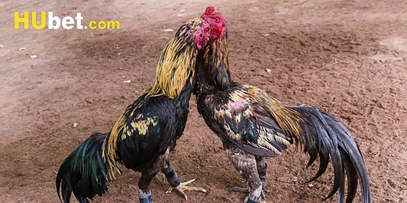 đá gà cựa dao hubet