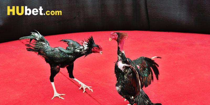 Trọng tâm những ưu điểm của trò cá cược này